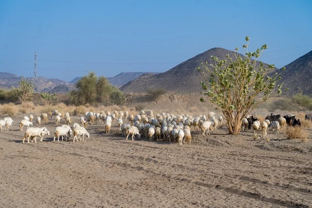 قطيع من الأغنام والماعز يرعى في منطقة جبلية ريفية