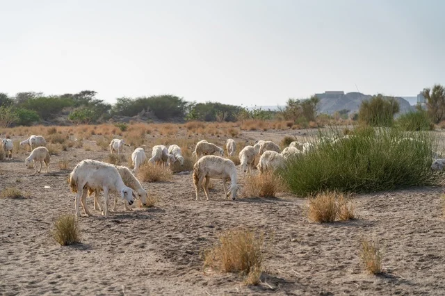 قطيع من الأغنام يرعى في مرعى صحراوي جاف قطيع من الأغنام يرعى في مرعى صحراوي جاف