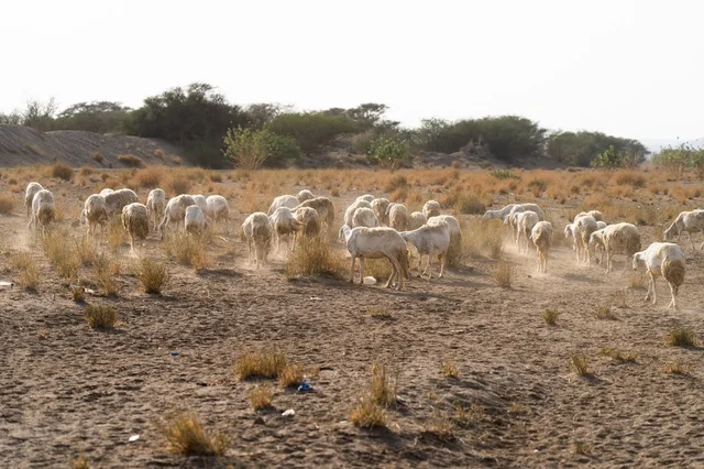قطيع من الأغنام يرعى في مرعى ريفي جاف تحت ضوء النهار