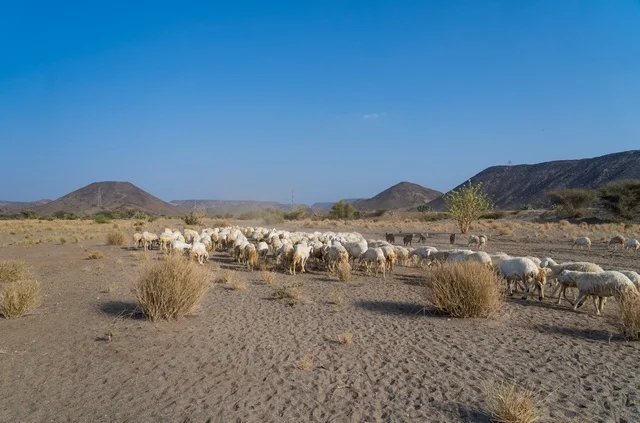 قطيع من الأغنام يرعى في وادي صحراوي جاف تحت السماء