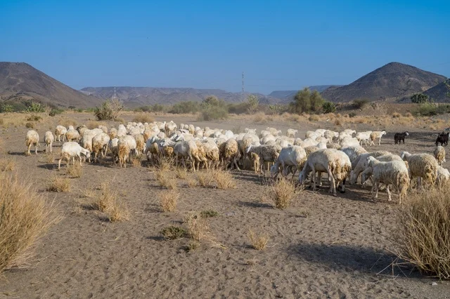 قطيع من الأغنام والماعز يرعى في الصحراء الجافة