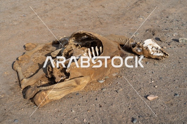 جثة حيوان متحللة وهيكل عظمي في الصحراء الجافة القاحلة