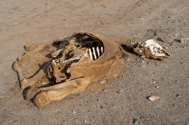 Dead Animal Carcass and Skeleton in Dry Desert Dust Dead Animal Carcass and Skeleton in Dry Desert Dust