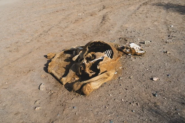 Dead Camel Carcass and Skeleton on Dry Desert Ground