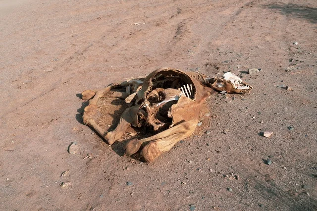Dead Animal Skeleton and Carcass on Dry Desert Ground