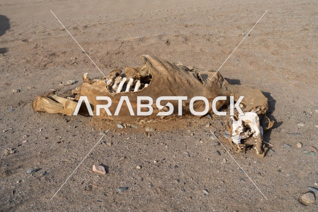 Decaying Camel Carcass and Skeleton on Dry Desert Ground