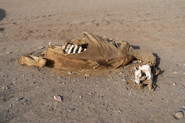 Decaying Camel Carcass and Skeleton on Dry Desert Ground Decaying Camel Carcass and Skeleton on Dry Desert Ground