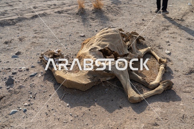 بقايا جثة وهيكل عظمي لجمل نافق في أرض الصحراء القاحلة