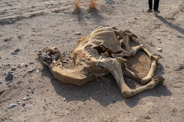 Dead Camel Carcass and Skeleton on Arid Desert Soil