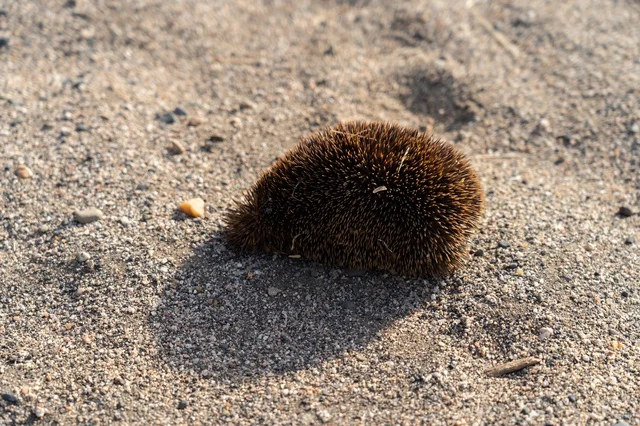 Spiky Brown Sea Urchin Shell on Beach Sand Close Up