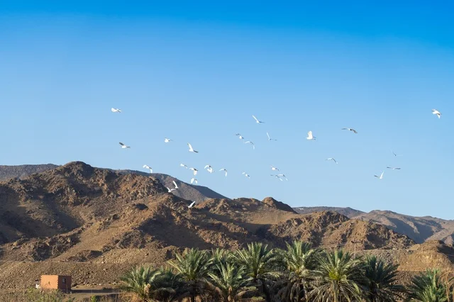 Flock of Birds Flying Over Desert Palm Trees