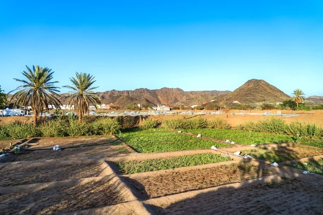 Agricultural Farm and Palm Trees Near Desert Mountains