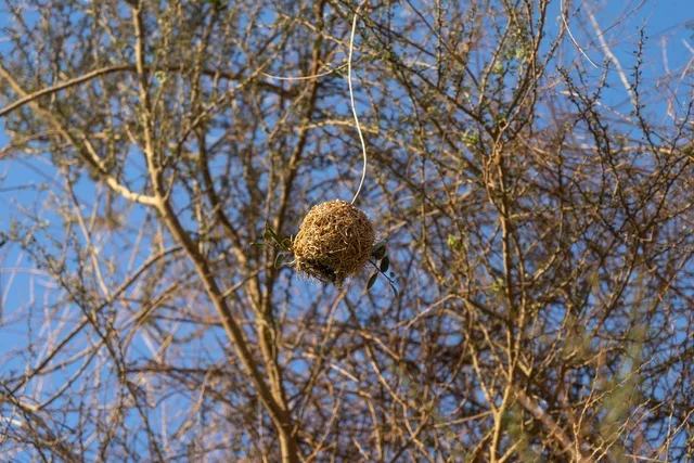Hanging Bird Nest on Tree Branch with Clear Blue Sky