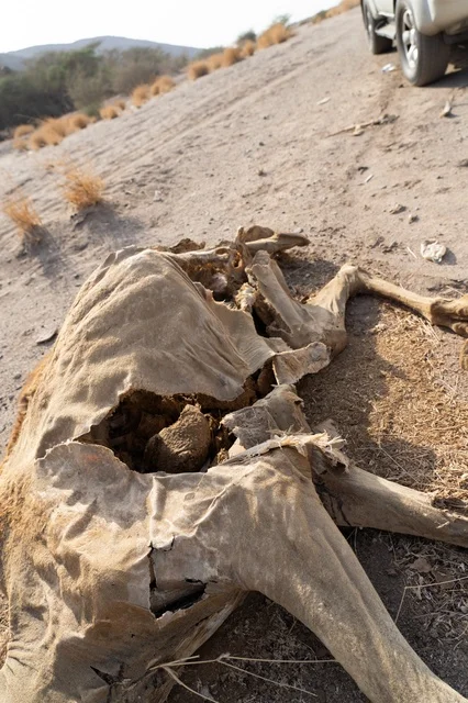 Dead Camel Carcass on Desert Dirt Road in Daylight