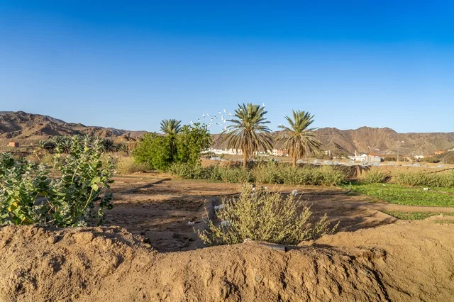 Palm Trees in Desert Agricultural Field with Mountains
