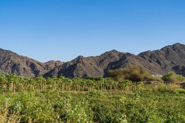 Green Farm and Palm Trees Near Mountain Range
