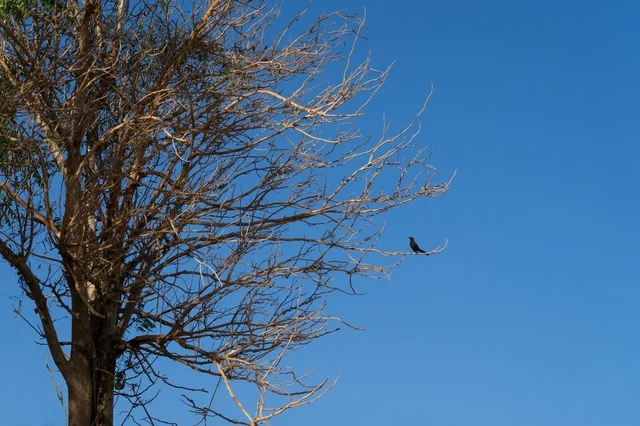 Black Bird on Dry Tree Branch with Blue Sky