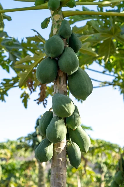 Unripe Green Papayas Growing on Tree Trunk