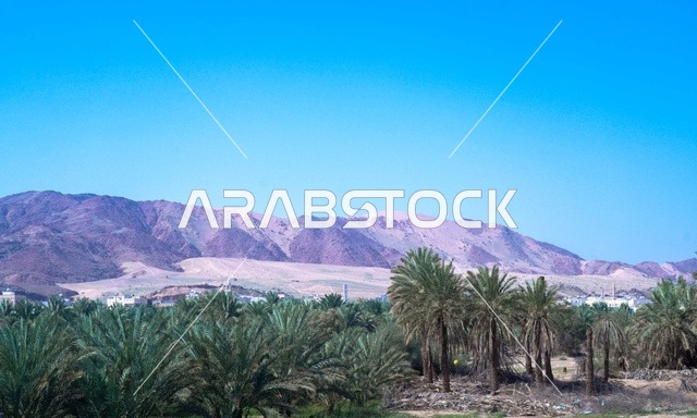 واحة أشجار النخيل مع جبال الصحراء في السعودية