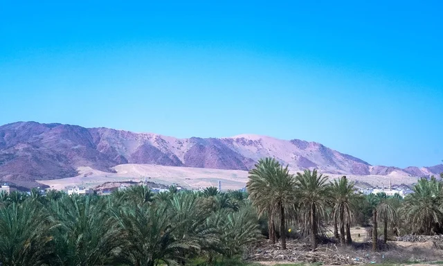Date Palm Oasis with Desert Mountains in Saudi Arabia