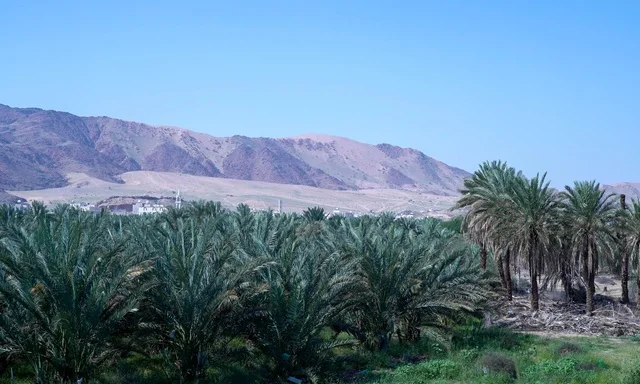 Date Palm Plantation and Desert Mountains Landscape