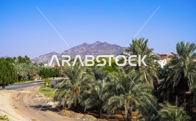 أشجار النخيل والجبال الوعرة في طبيعة المملكة العربية السعودية