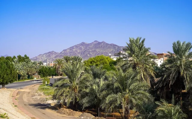 Palm Trees and Rugged Mountains Landscape in Saudi Arabia