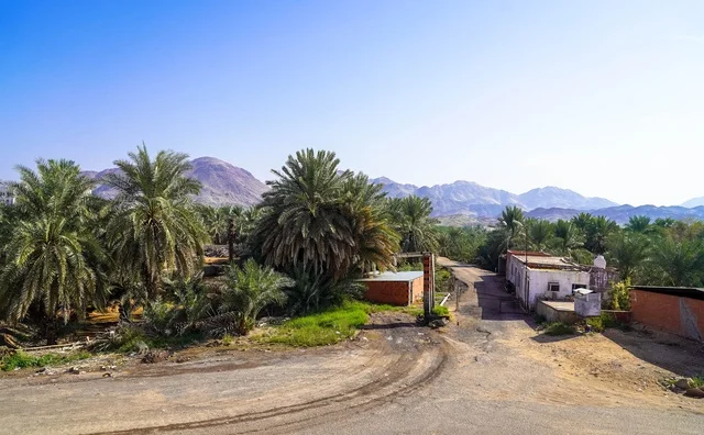 Rural Oasis Village Landscape with Palm Trees and Mountains