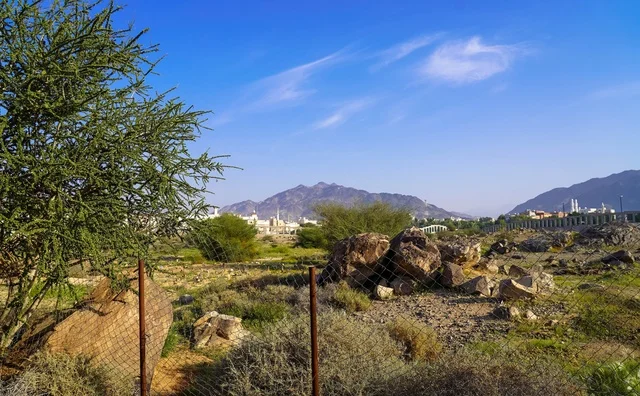 Mountain Landscape with Desert Vegetation and Blue Sky