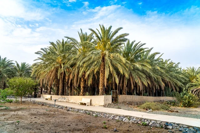 Date Palm Trees in Sunny Oasis Garden