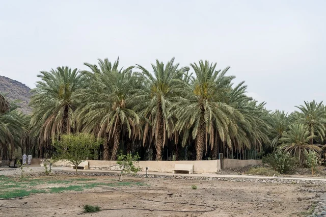 Date Palm Trees in Saudi Arabia Rural Oasis Farm Field