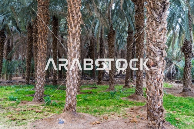 Date Palm Tree Grove in Agricultural Plantation