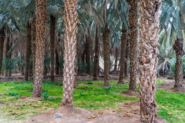 Date Palm Tree Grove in Agricultural Plantation