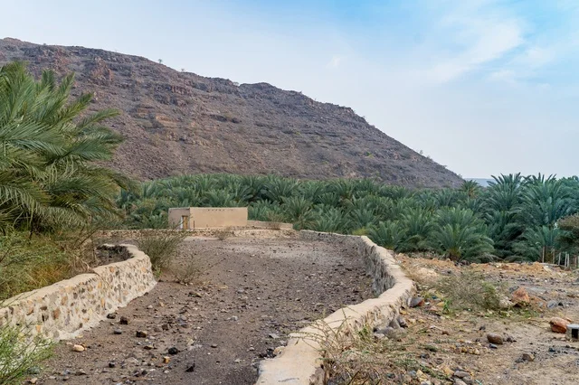 Desert Oasis Valley with Palm Trees and Mountains