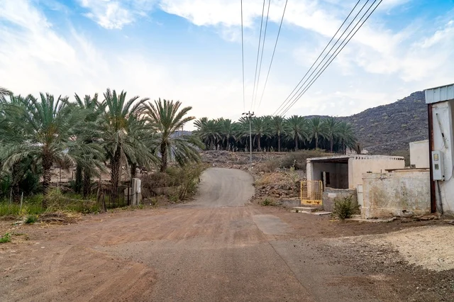Rural Saudi Road with Palm Trees and Mountains