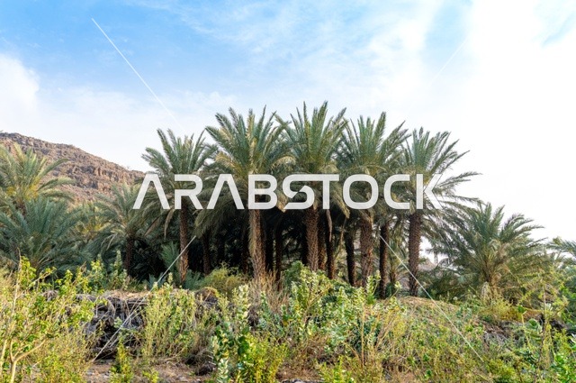 Date Palm Trees in Mountain Valley under Blue Sky
