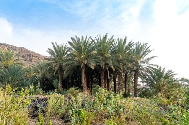 Date Palm Trees in Mountain Valley under Blue Sky