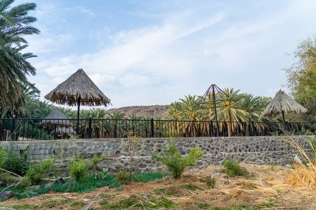 Thatched Umbrellas and Palm Tree Grove in Oasis Park