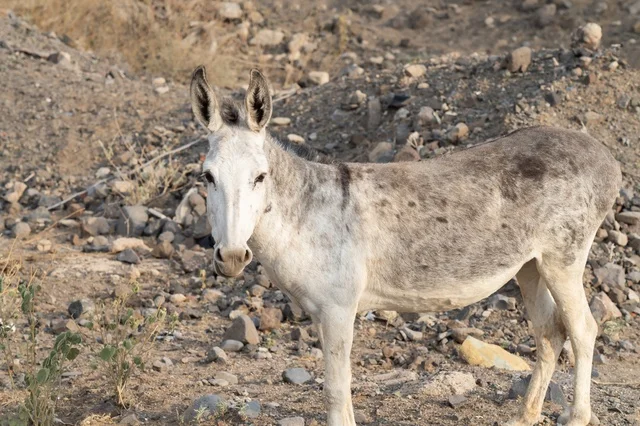 Grey Donkey Standing in Dry Rocky Desert Landscape