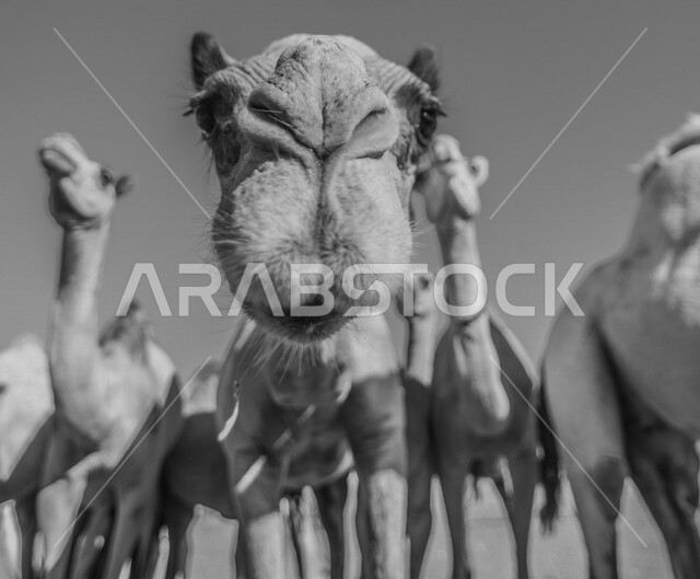 Close-up of a camel in the desert areas of Saudi Arabia, camel and camel breeding, ship of the desert, black and white photo