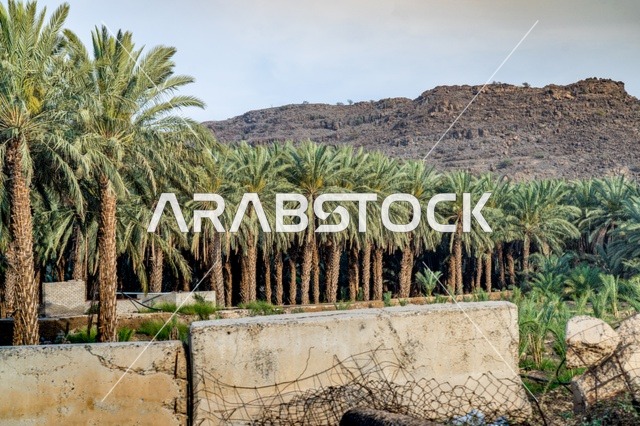 Date Palm Tree Grove with Mountain Landscape