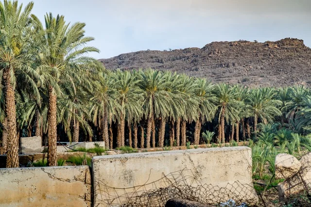Date Palm Tree Grove with Mountain Landscape
