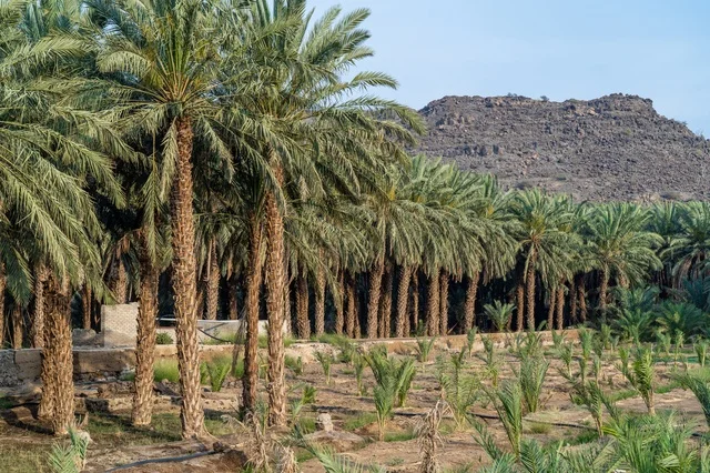 Date Palm Plantation with Rocky Mountain Background