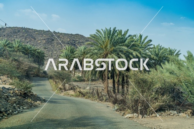 واحة أشجار النخيل الخضراء الطبيعية في وادي جبلي بالسعودية