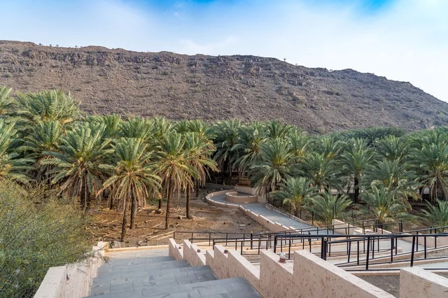 Lush Palm Tree Oasis in Mountain Valley Saudi Arabia
