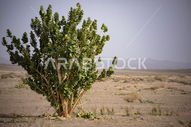 Close-up of a green tree in the desert of Saudi Arabia, desert plants, woody shrub with green leaves, desert nature in Saudi Arabia