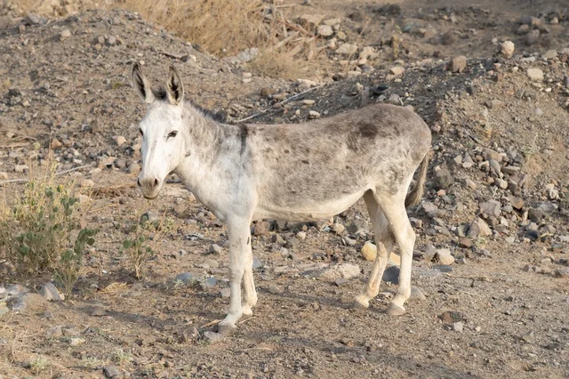 Gray Donkey Standing on Rocky Rural Ground in Daylight