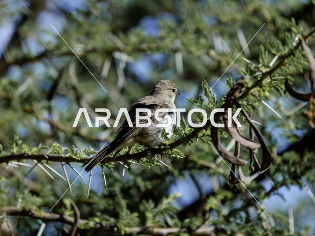 Small Grey Bird Perched on Thorny Acacia Branch
