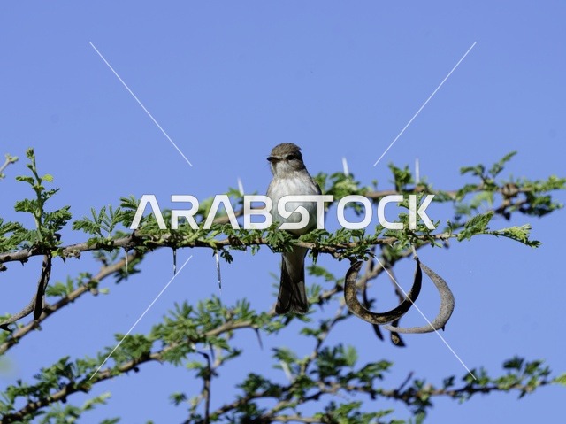 طائر صغير يقف على غصن شجرة شائكة تحت السماء الزرقاء
