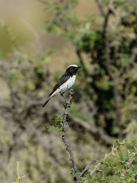 Black and White Wheatear Bird Perched on Thorny Branch